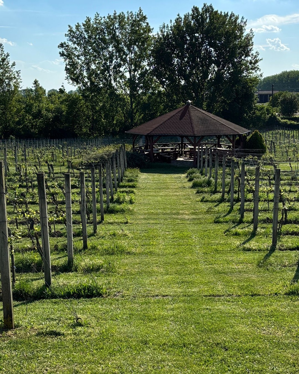 svadba vo vinárstve Vinidi – výhľad na vinohrady a altánok