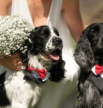 Pes na svadbe - tipy a inšpirácie, ako zapojiť psíka do svadobného dňa – od obradu až po fotenie.